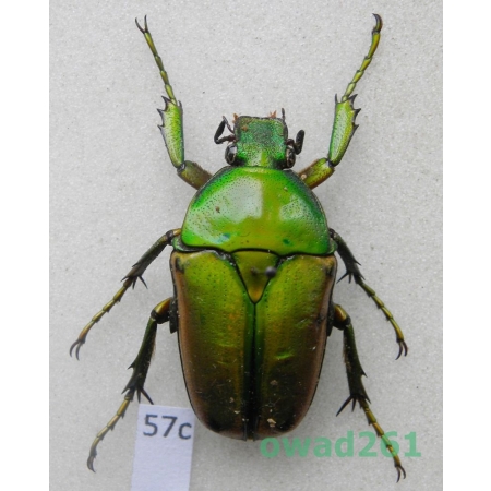Coelorrhina aurata Westwood, 1841 female Cameroon57c